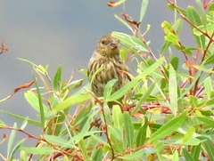 Euplectes capensis capensis