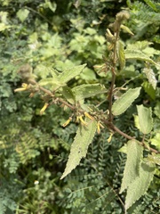 Triumfetta pilosa tomentosa