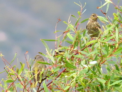 Euplectes capensis capensis
