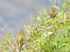 Euplectes capensis capensis