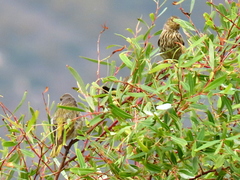 Euplectes capensis capensis