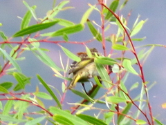 Euplectes capensis capensis
