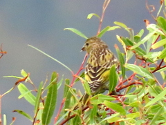 Euplectes capensis capensis