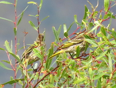 Euplectes capensis capensis