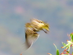 Euplectes capensis capensis