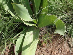 Brunsvigia undulata