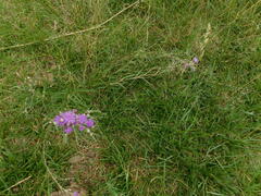 Lessingianthus rubricaulis