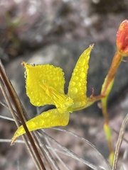 Disa tenuifolia
