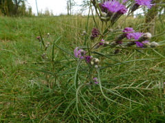 Lessingianthus rubricaulis