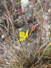 Disa tenuifolia
