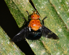 Tachinisca cyaneiventris
