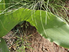 Brunsvigia undulata
