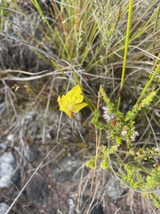 Disa tenuifolia