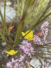Disa tenuifolia