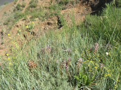 Orobanche coerulescens
