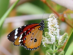 Danaus chrysippus orientis