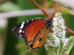 Danaus chrysippus orientis