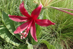 Brunsvigia undulata