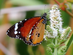 Danaus chrysippus orientis