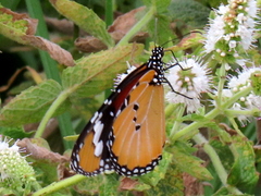 Danaus chrysippus orientis