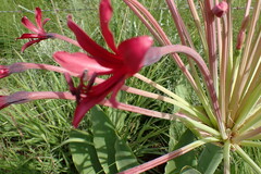 Brunsvigia undulata