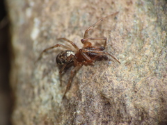 Enoplognatha mandibularis
