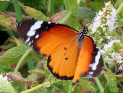 Danaus chrysippus orientis
