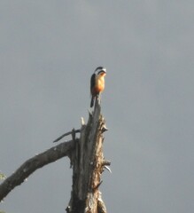 Microhierax caerulescens
