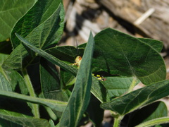 Zoniopoda tarsata