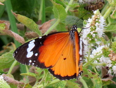 Danaus chrysippus orientis