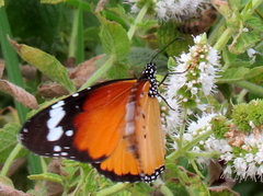 Danaus chrysippus orientis