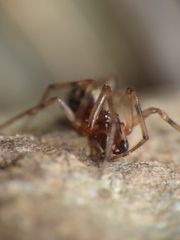 Enoplognatha mandibularis