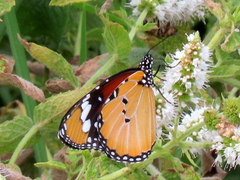 Danaus chrysippus orientis