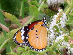 Danaus chrysippus orientis
