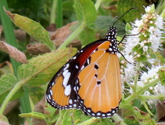 Danaus chrysippus orientis