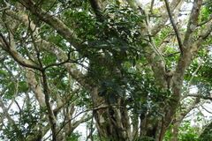 Osmanthus matsumuranus