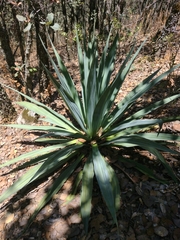 Furcraea parmentieri