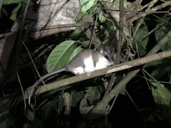 Marmosops incanus