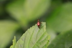 Paratrachelophorus nodicornis