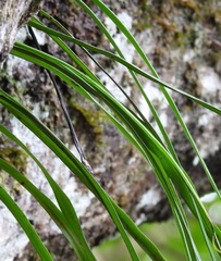 Haplopteris elongata