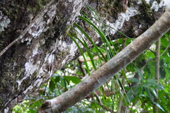 Haplopteris elongata