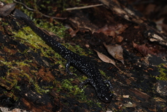 Plethodon mississippi