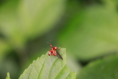 Paratrachelophorus nodicornis