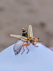 Chauliognathus scriptus