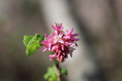 Ribes sanguineum glutinosum