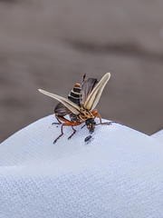 Chauliognathus scriptus