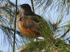 Turdus rufiventris