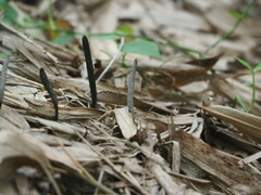 Xylaria nigripes