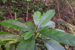 Osmanthus matsumuranus