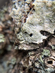 Lecanora carpinea